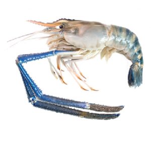 Tôm càng xanh nguyên con túi 1kg